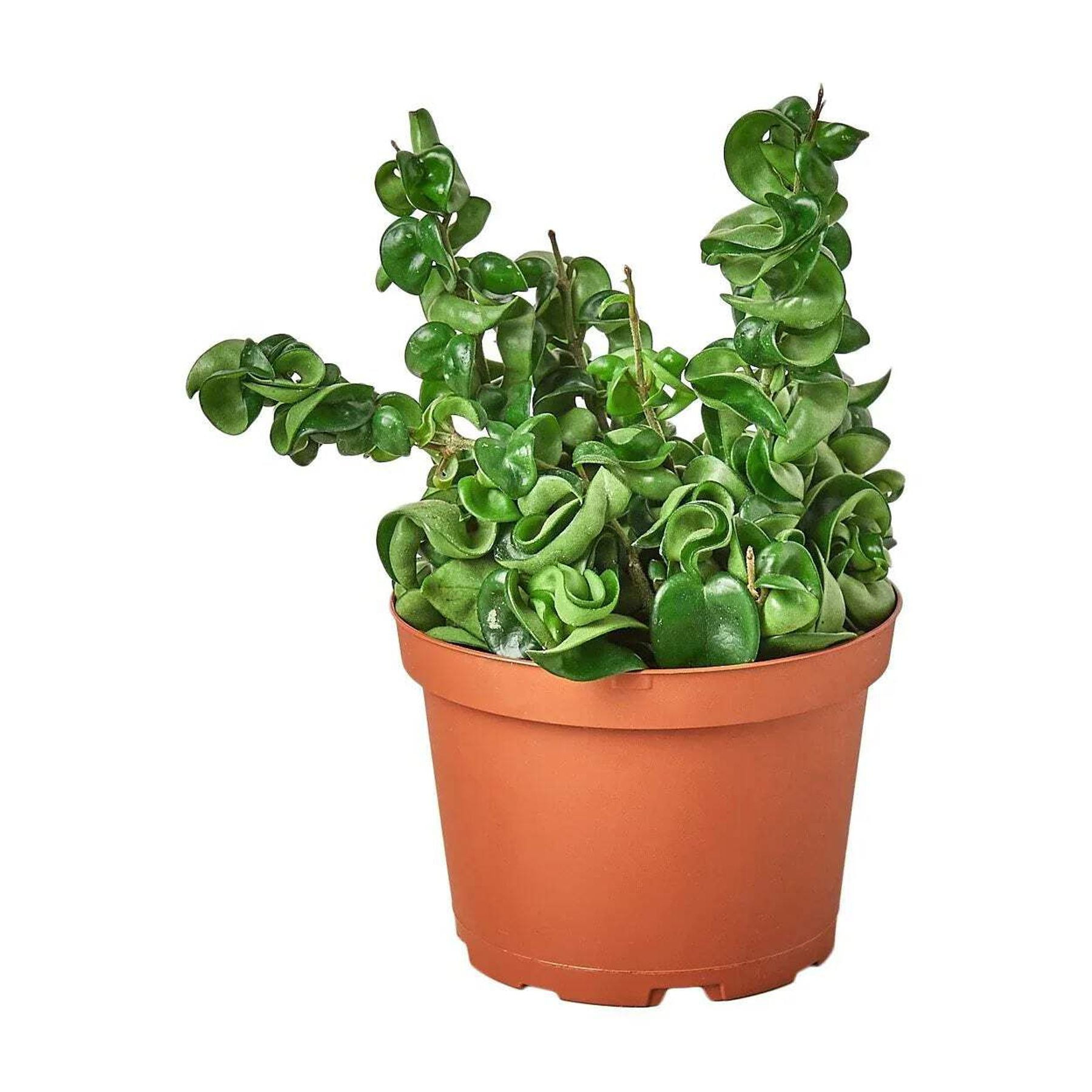 Hoya Rope Plant, 4" Pot, Indoor Houseplant, Easy Care, Live Plant for Indoor & Outdoor