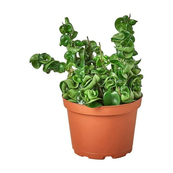 Hoya Rope Plant, 4" Pot, Indoor Houseplant, Easy Care, Live Plant for Indoor & Outdoor