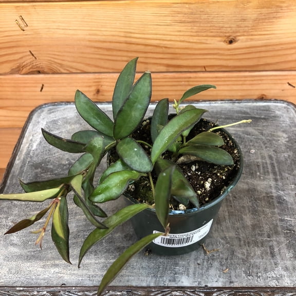 Hoya Rosita, 4" Plant, The Plant Farm