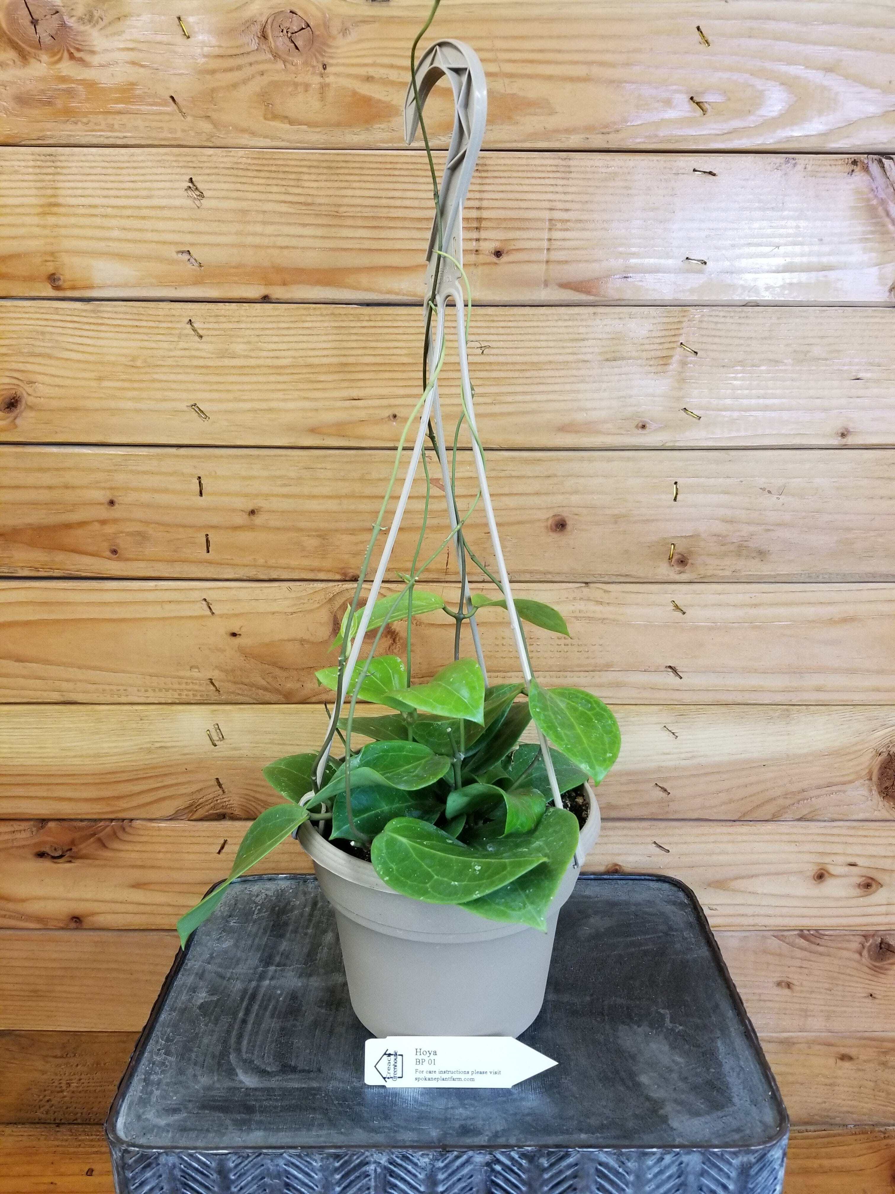 Hoya SP BP01, 6" Plant