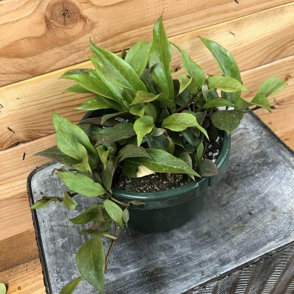 Hoya Sunrise, 6" Plant, The Plant Farm