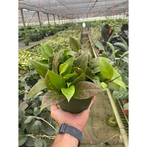 Hoya 'Sunrise', 6" Pot, Indoor Houseplant, Easy Care, Live Plant for Indoor & Outdoor