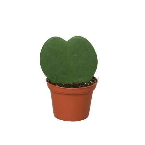 Hoya Sweetheart Live Plant for Indoor | Different Houseplants in 3'' Pot | Real House Plant for Living Room, Office, Desk & Bathroom | Sweetheart | Lucky-heart | Hoya kerrii