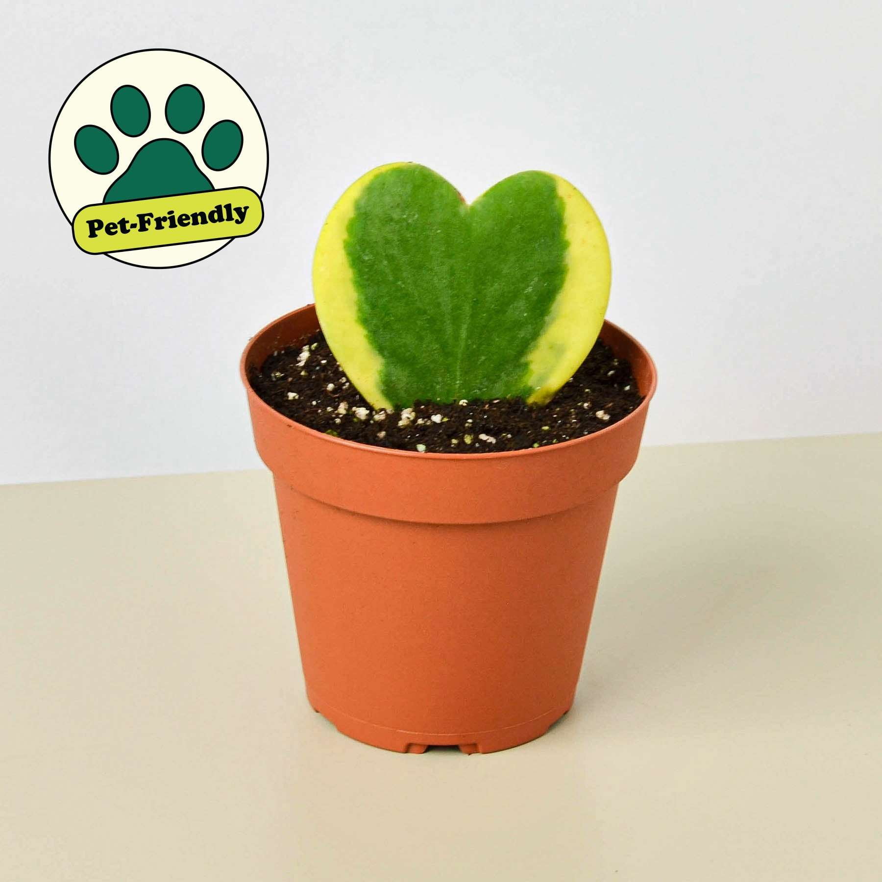 Thirsty Leaves Hoya Sweetheart