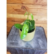 Hoya Treubiana, 4 Plant, The Plant Farm