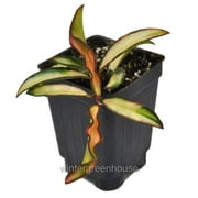 Hoya Wayetii Tricolor, Wax Plant - Pot Size: 3" (2.6x3.5") - Colorful Foliage, Houseplants