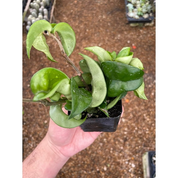 Hoya carnosa compacta Hindu Rope Plant, 2" Potted Starter, Krinkle Kurl, Porcelain Flower, Wax Plant