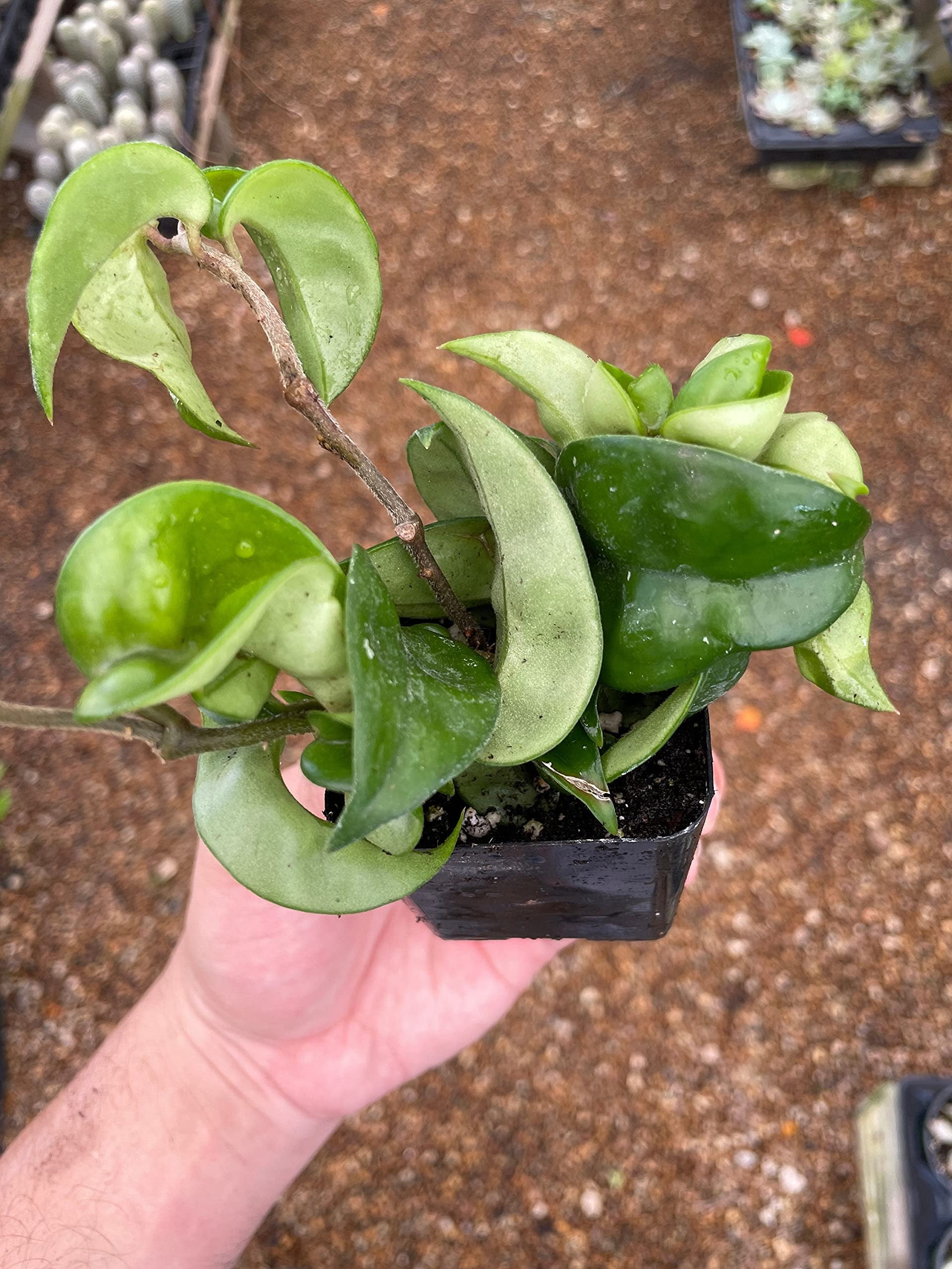 Hoya carnosa compacta Hindu Rope Plant, 2" Potted Starter, Krinkle Kurl, Porcelain Flower, Wax