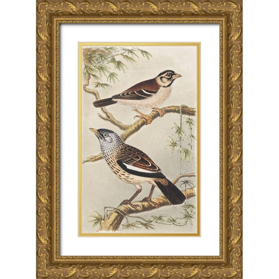 Hoytema, Theo van 16x24 Gold Ornate Wood Framed with Double Matting Museum Art Print Titled - Two birds on branches