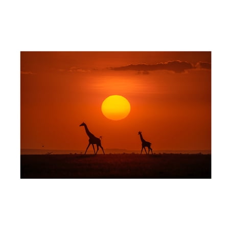 Hua Zhu 'Giraffes In The Sunset' Canvas Art