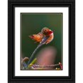 thumbnail image 1 of Huang, Johnson 24x32 Black Ornate Wood Framed with Double Matting Museum Art Print Titled - Hummingbird, 1 of 4