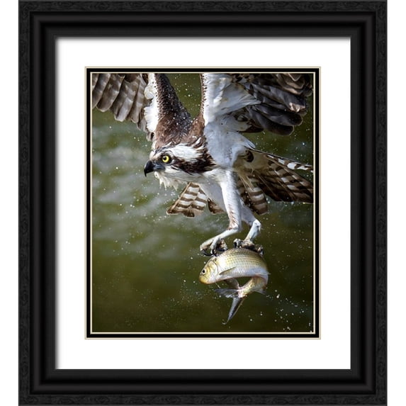 Huang, Tao 12x13 Black Ornate Wood Framed with Double Matting Museum Art Print Titled - Osprey