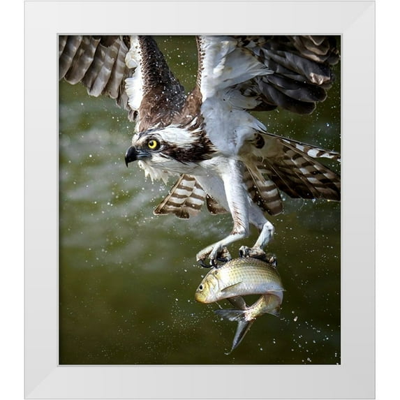 Huang, Tao 26x30 White Modern Wood Framed Museum Art Print Titled - Osprey