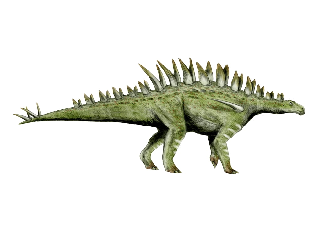 Huayangosaurus dinosaur Canvas Art - Nobumichi TamuraStocktrek Images (33 x 25)