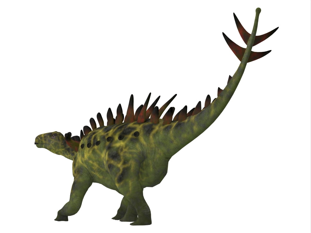 Huayangosaurus dinosaur on white background Canvas Art - Corey FordStocktrek Images (32 x 24)