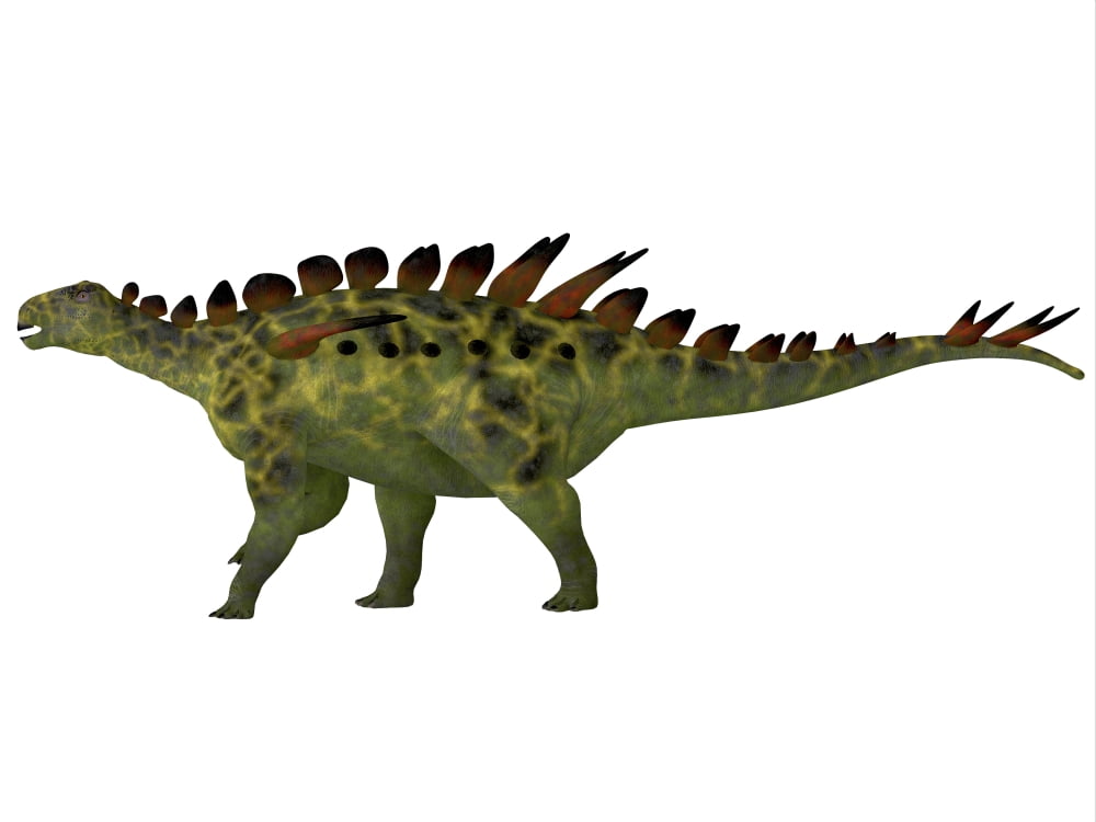 Huayangosaurus dinosaur side view Canvas Art - Corey FordStocktrek Images (32 x 24)