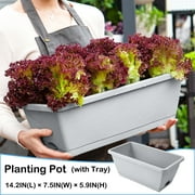 buy money plant Money Tree main image 1