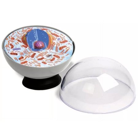 American Educational Products 8" Animal Cell Model, Classroom Grade Model