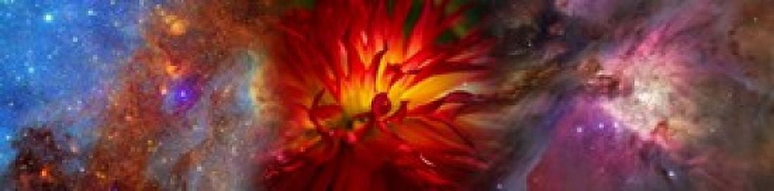 Hubble galaxy with red chrysanthemums Canvas Art - Panoramic Images (20 x 5)