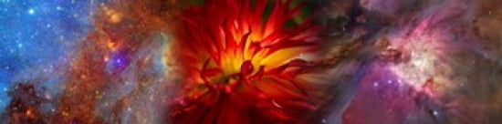 Hubble galaxy with red chrysanthemums Canvas Art - Panoramic Images (40 x 10)