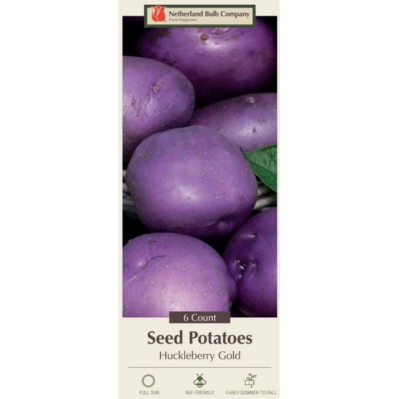 Huckleberry Gold Potato - 6 Certified Seed (Tubers)