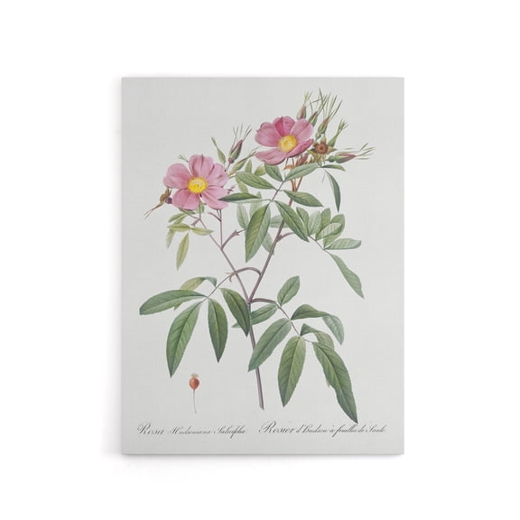 Hudson Swamp Rose Flowers Redoute Vintage Canvas Wall Art 24X32"