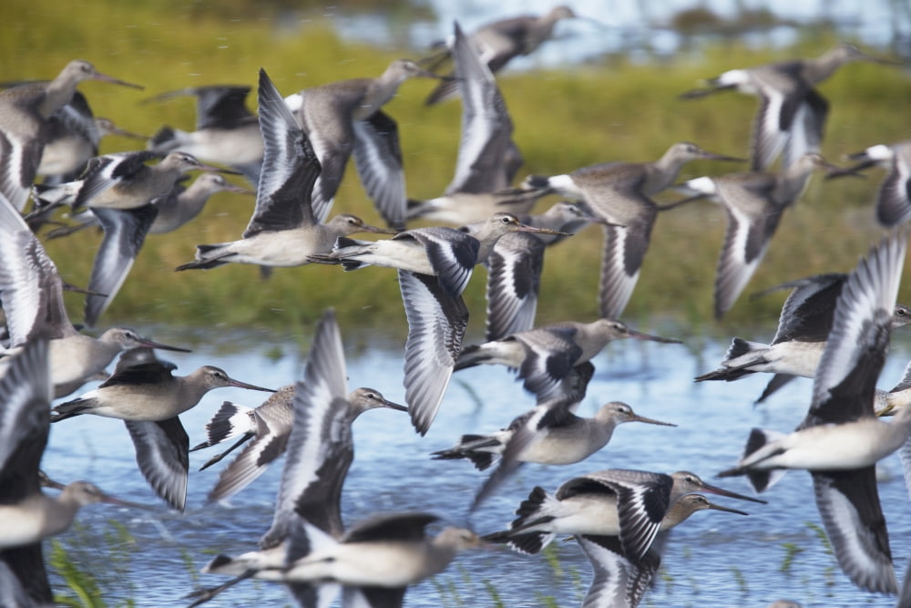Hudsonian Godwit (Limosa haemastica) in flight Manitoba Canada Canvas Art - Robert Postma Design Pics (19 x 12)