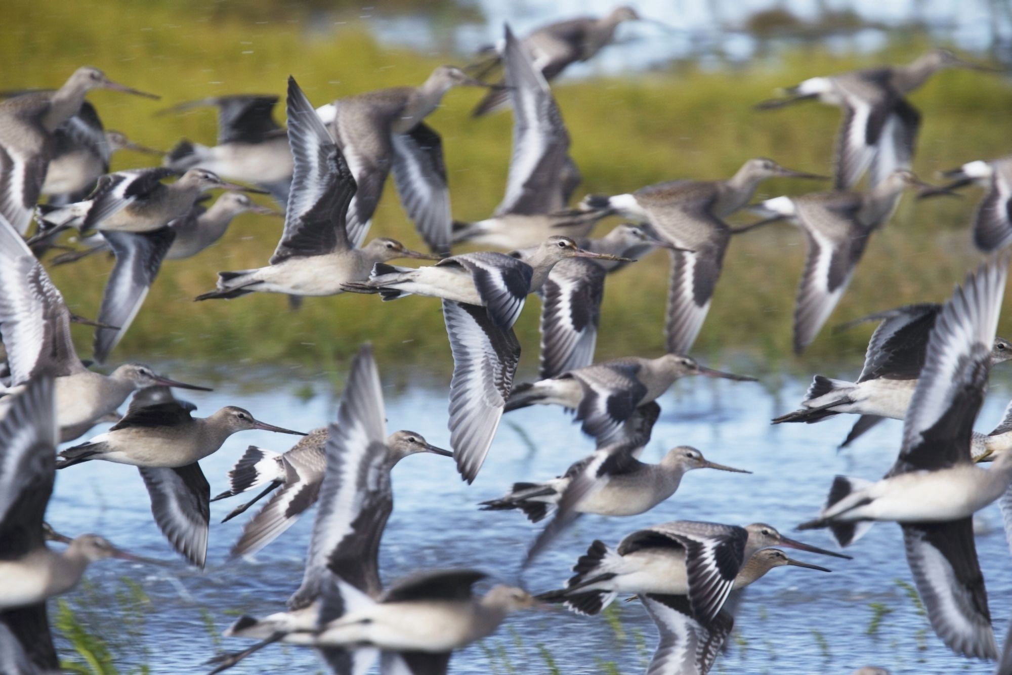 Hudsonian Godwit (Limosa haemastica) in flight Manitoba Canada Canvas Art - Robert Postma Design Pics (38 x 24)