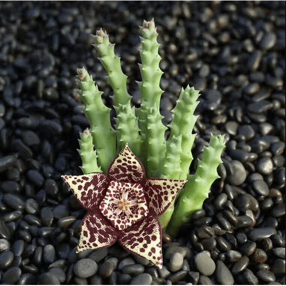 Huernia R. Br Succulent Live Plant 2 Inch for Indoor Outdoor Home Office Garden Decor