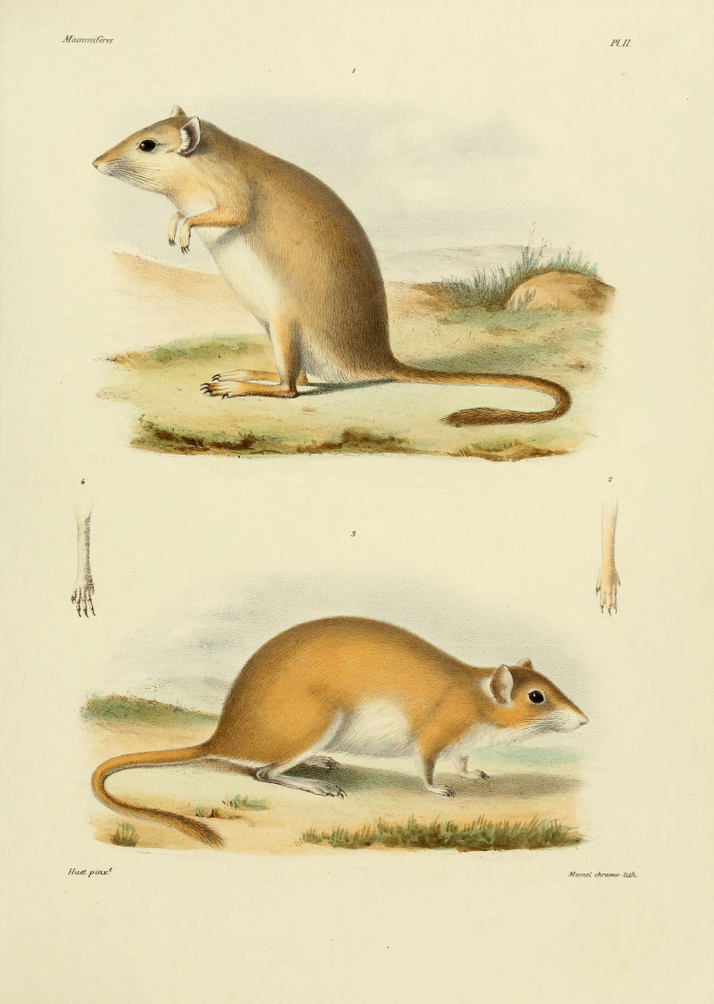 Huet Recherches pour servir Ôø? lhistoire naturelle des mammifÔø?res 1868 Gerbils Canvas Art - (24 x 36)