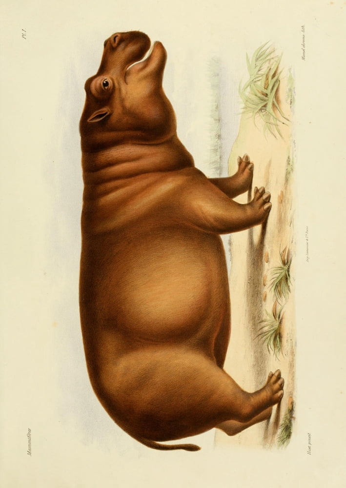 Huet Recherches pour servir ??? lhistoire naturelle des mammif???res 1868 Hippopotamus Canvas Art -  (18 x 24)