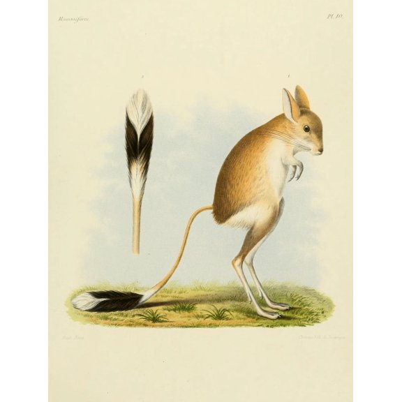 Huet Recherches pour servir ??? lhistoire naturelle des mammif???res 1868 Jerboa Canvas Art - (18 x 24)