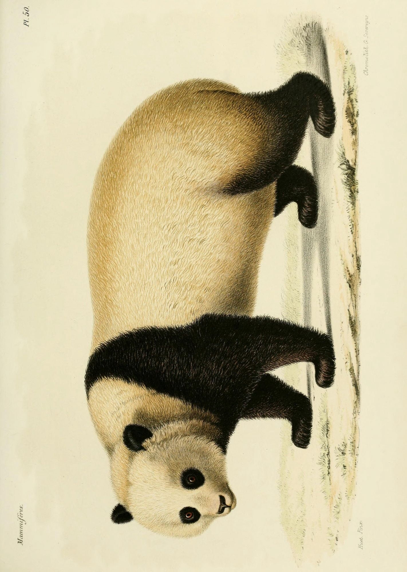 Huet Recherches pour servir ??? lhistoire naturelle des mammif???res 1868 Panda Canvas Art - (18 x 24)