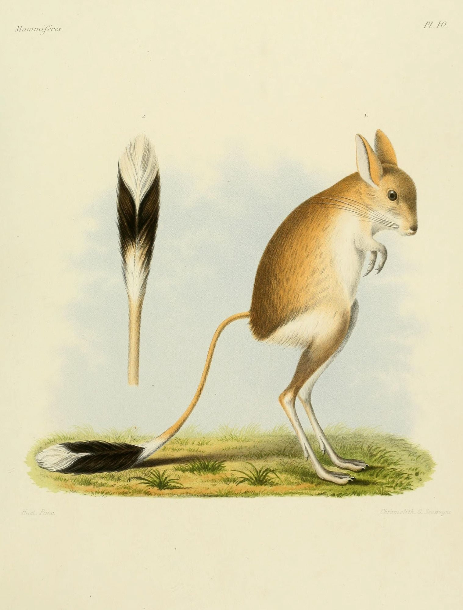 Huet Recherches pour servir lhistoire naturelle des mammifres 1868 Jerboa Canvas Art - (24 x 36)