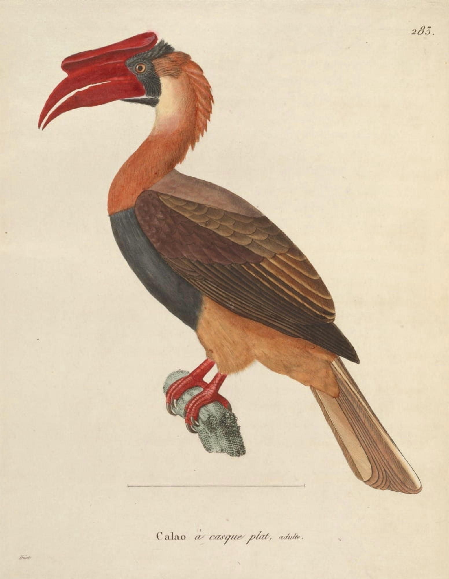 Huet et PrÔø?tre Oiseux 1838 Great Hornbill Canvas Art - Huet et PrÔø?tre (24 x 36)