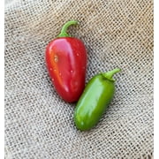 Huge Jalmundo Jalapeno Pepper Premium Seeds Packet Perfect for poppers