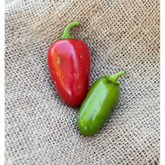 Huge Jalmundo Jalapeno Pepper Premium Seeds Packet Perfect for poppers