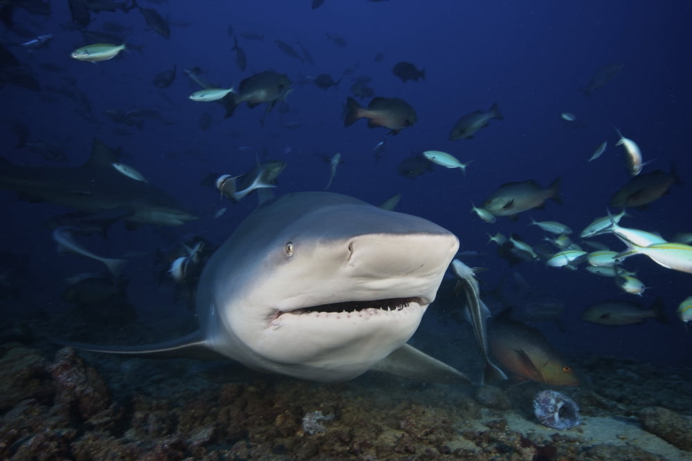 Huge bull shark with mouth open Fiji Canvas Art - Terry MooreStocktrek Images (35 x 23)