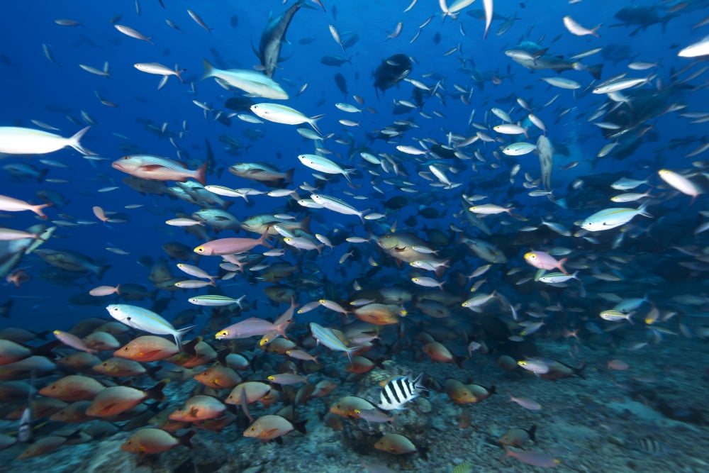 Huge school of reef fish off the coast of Fiji Canvas Art - Terry MooreStocktrek Images (35 x 23)
