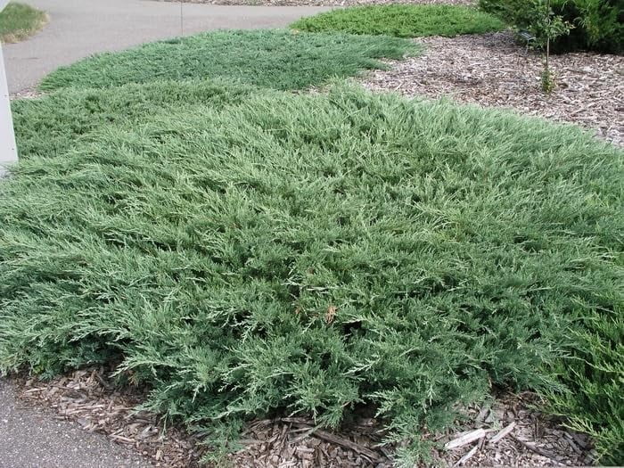 Hughes Juniper | 1 Large Gallon Size Plant | Juniperus Horizontalis ...
