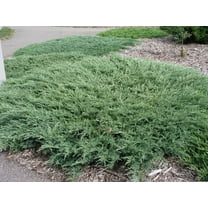 Hughes Juniper | 1 Large Gallon Size Plant | Juniperus Horizontalis | Ground Cover, Drought Tolerant, Evergreen Foliage, Low Maintenance, Landscaping Shrub, Spreading Habit, Cold Hardy, Ornamental