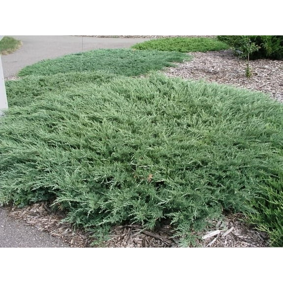 Hughes Juniper | 1 Large Gallon Size Plant | Juniperus Horizontalis | Ground Cover, Drought Tolerant, Evergreen Foliage, Low Maintenance, Landscaping Shrub, Spreading Habit, Cold Hardy, Ornamental