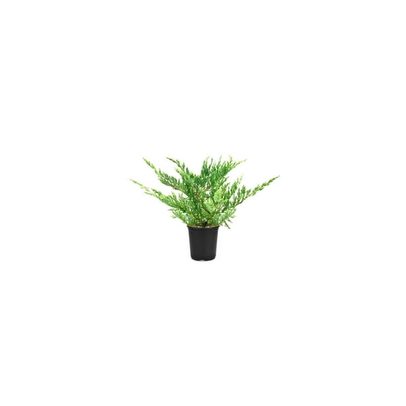 Hughes Juniper  10 Live 4 Inch Pots  Drought-Tolerant Evergreen for Landscaping, Privacy Screens, and Bonsai, Easy-to-Grow