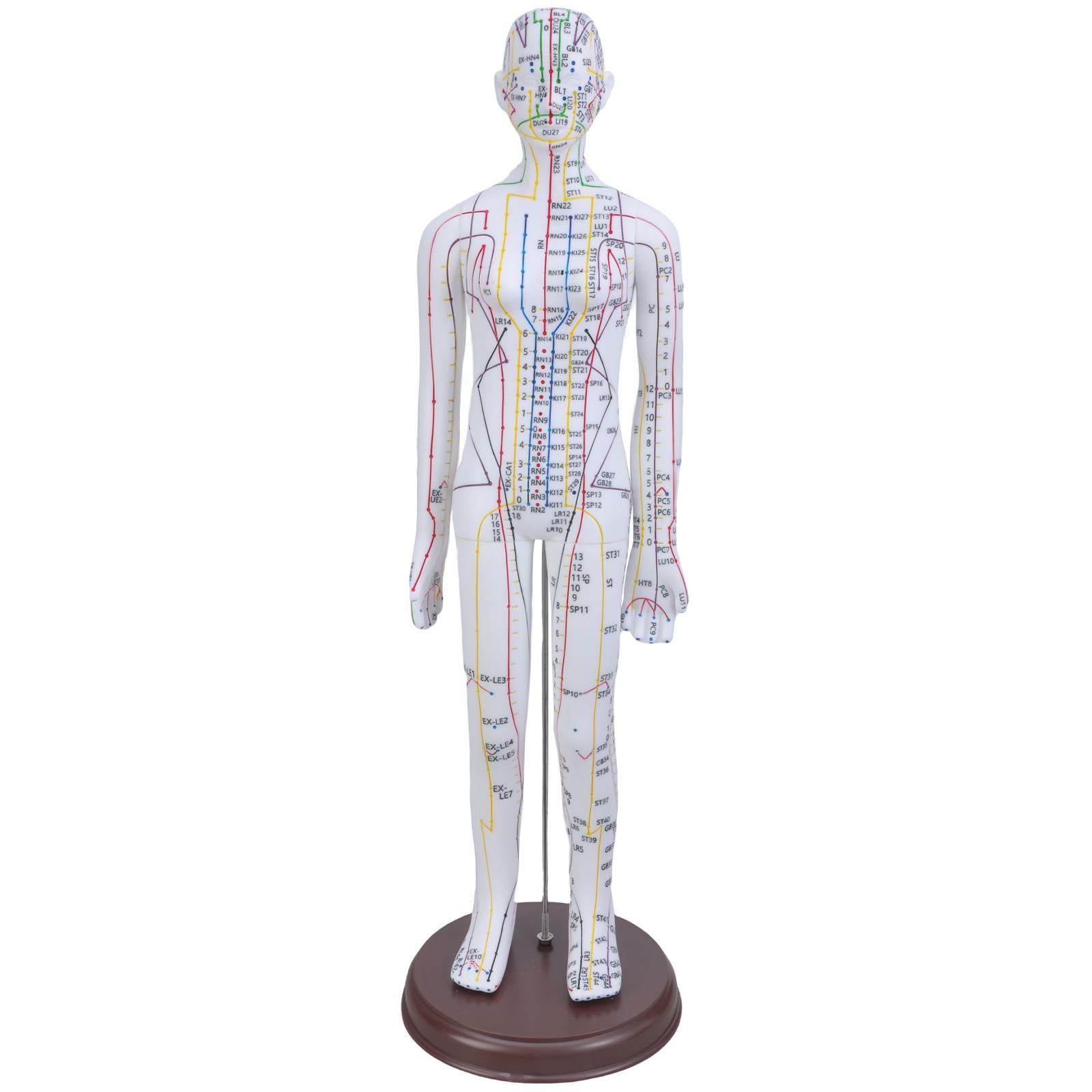 Human Acupoint Model Male & Female with Chinese Points for Student ...
