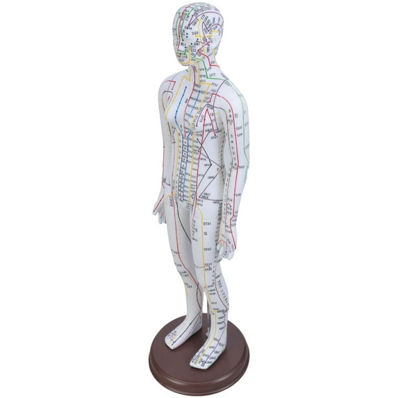 Human Acupoint Model Male & Female with Chinese Points for Student Practice & Teaching