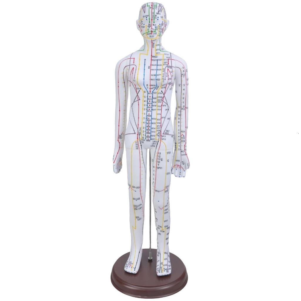 Human Acupuncture Model with Acupoints and Meridians Male Acupuncture ...