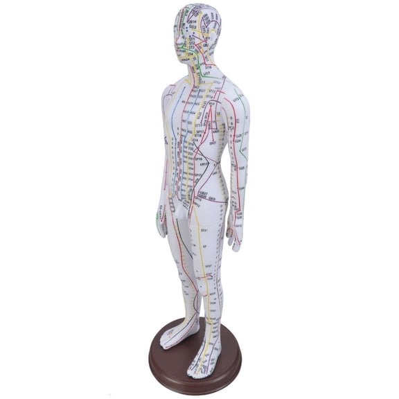 Human Acupuncture Model with Chinese Point for Acupressure & Acupunture