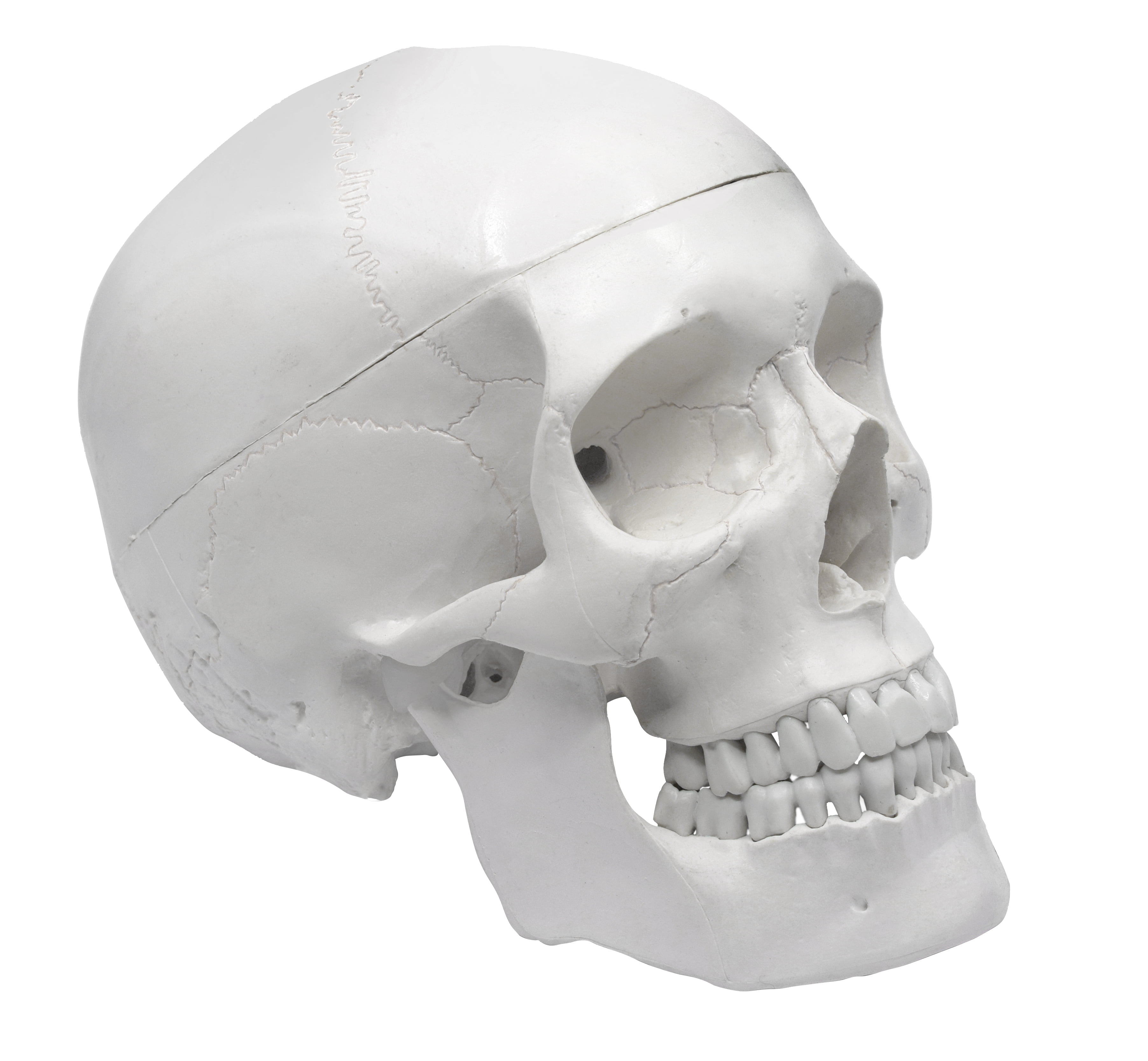 HBARSCI Human Adult Skull Model, 3 Part - Medical Quality Anatomical Replica - 9" Height - Removable Skull Cap, Shows Most Major Foramen, Fossa, and Canals - Articulated Mandible - Eisco Labs