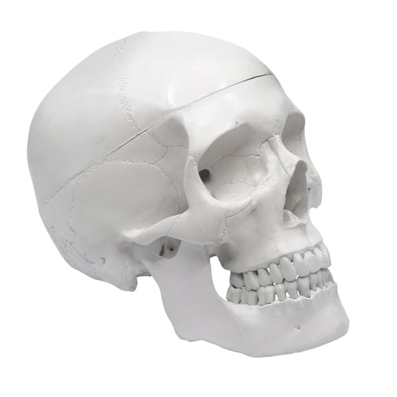 EISCO Human Skull Model - Medical Quality - 3 Parts with Removable Calvaria & Articulated Mandible - Anatomy Skull, Plastic Skull Replica, Life Size Skull
