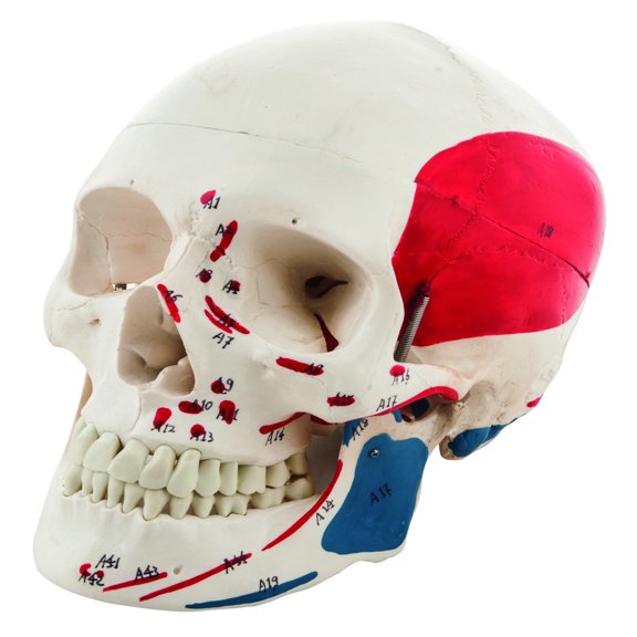 Human Adult Skull Model with Painted Muscle Details, 3 Part - Life Size Anatomical Replica - Numbered with Key Card - Medical Quality, 9 Inches - Removable Skull Cap - Eisco Labs